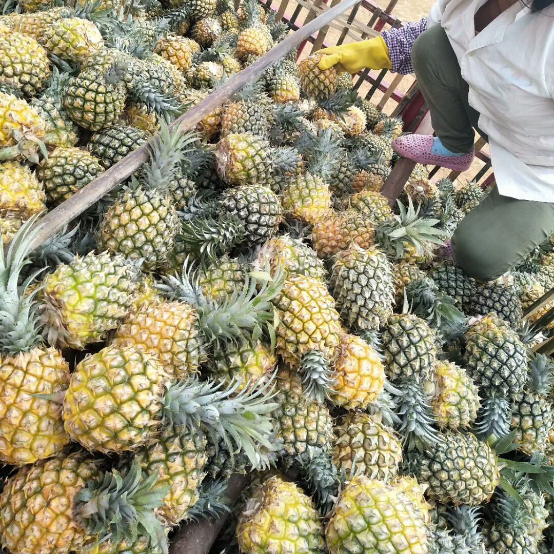广东特产湛江徐闻曲界现摘现发大菠萝8斤新鲜菠萝