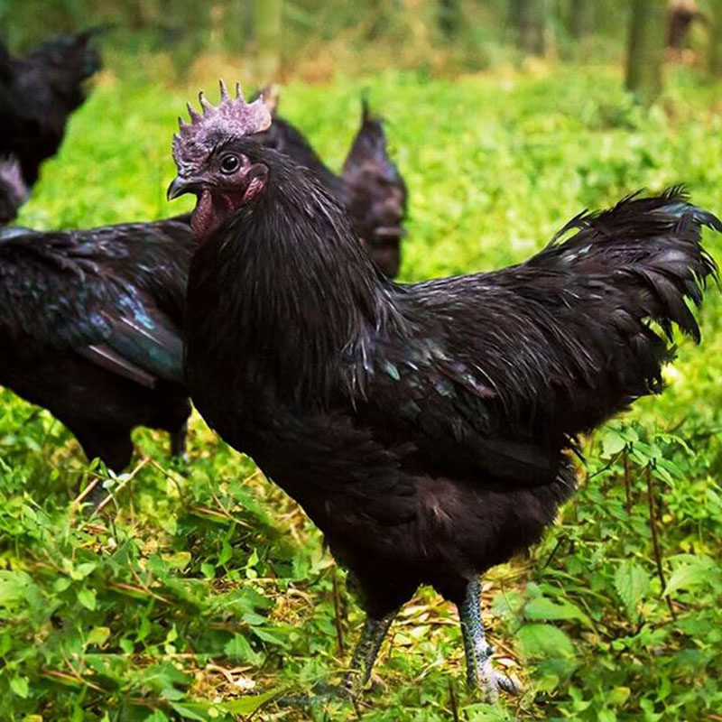 特产土鸡云南农家散养普洱肉鸡乌骨老母母鸡其它