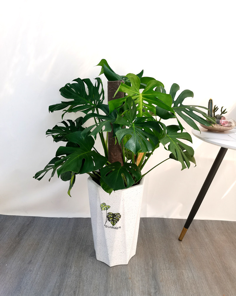 龟背盆栽搬新家甲醛室内客厅卧室卫生间办公室大型绿植