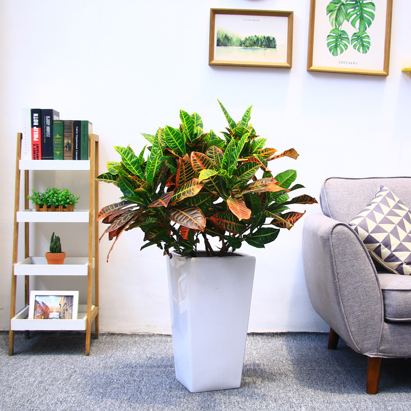 变叶变色办公室阳台大中型绿植盆栽观赏室内外造景大型绿植