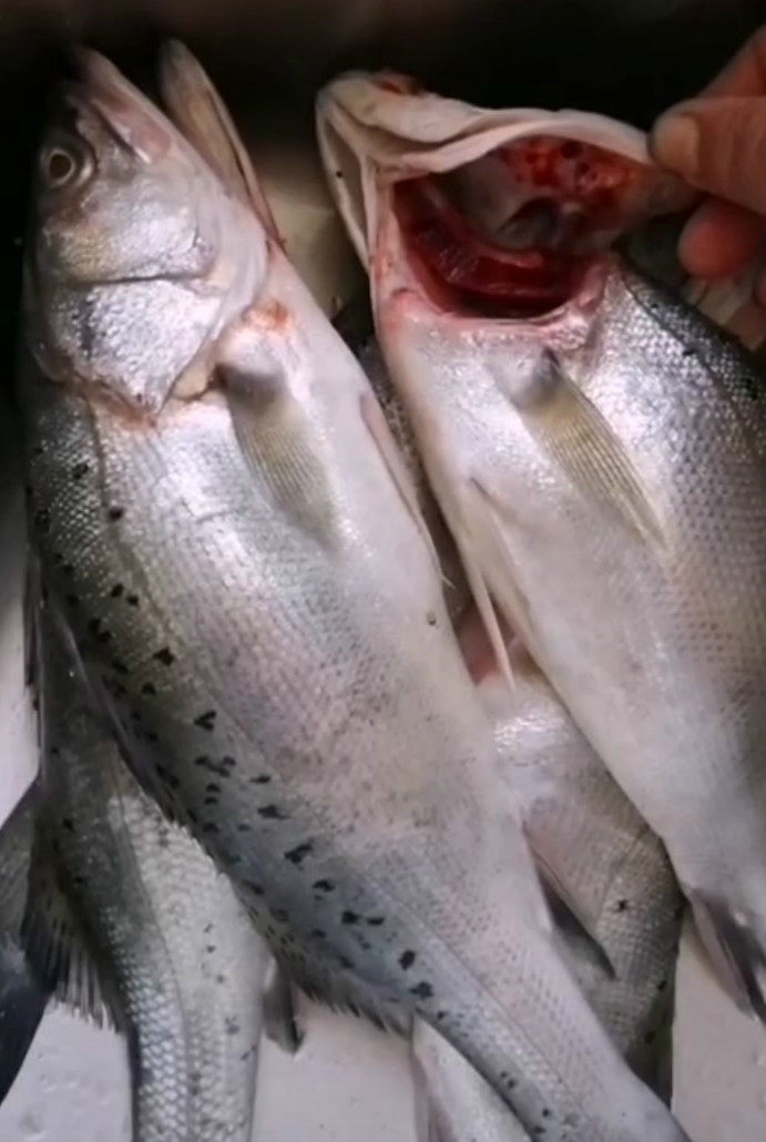 新鲜海海鲜水产鲜活速冻七星星花超大鲈鱼1斤其它