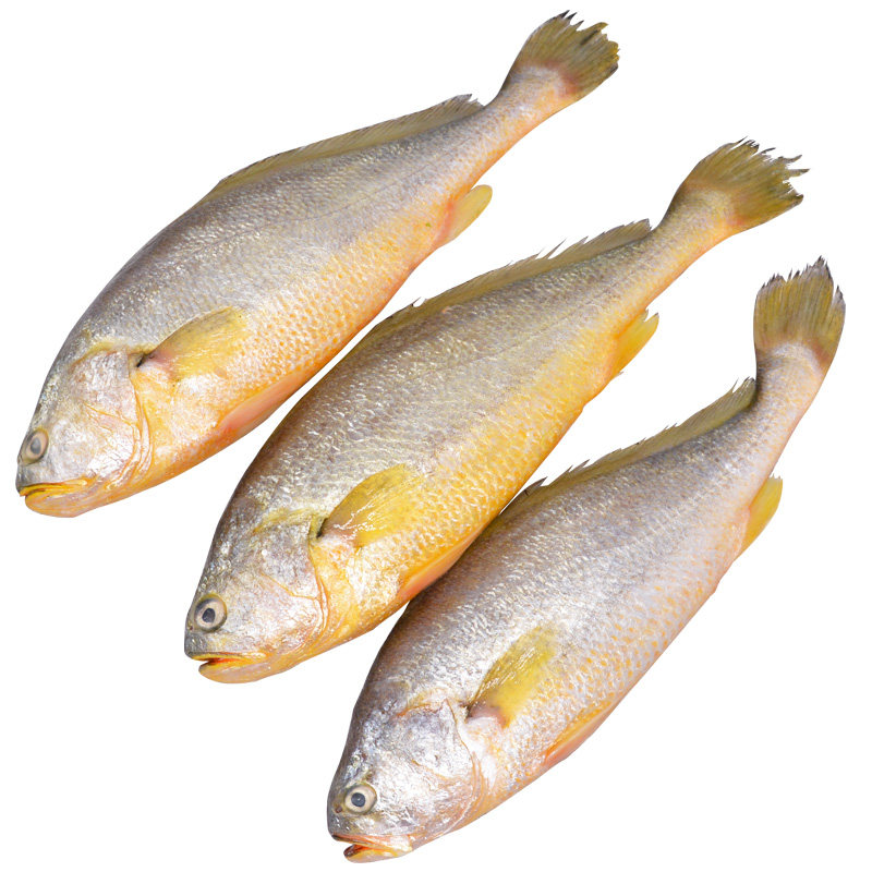 新鲜黄花鱼大黄鱼1斤两条蒜瓣连云港特产鲜活速冻黄鱼