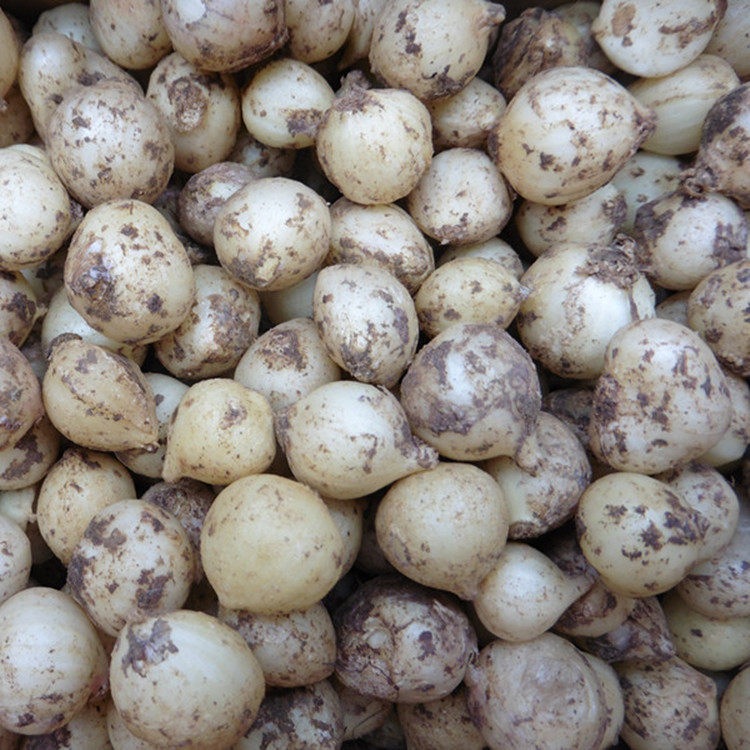 新鲜苦藠团葱农家小根蒜葱头四川苦藠种苦茭头小其它