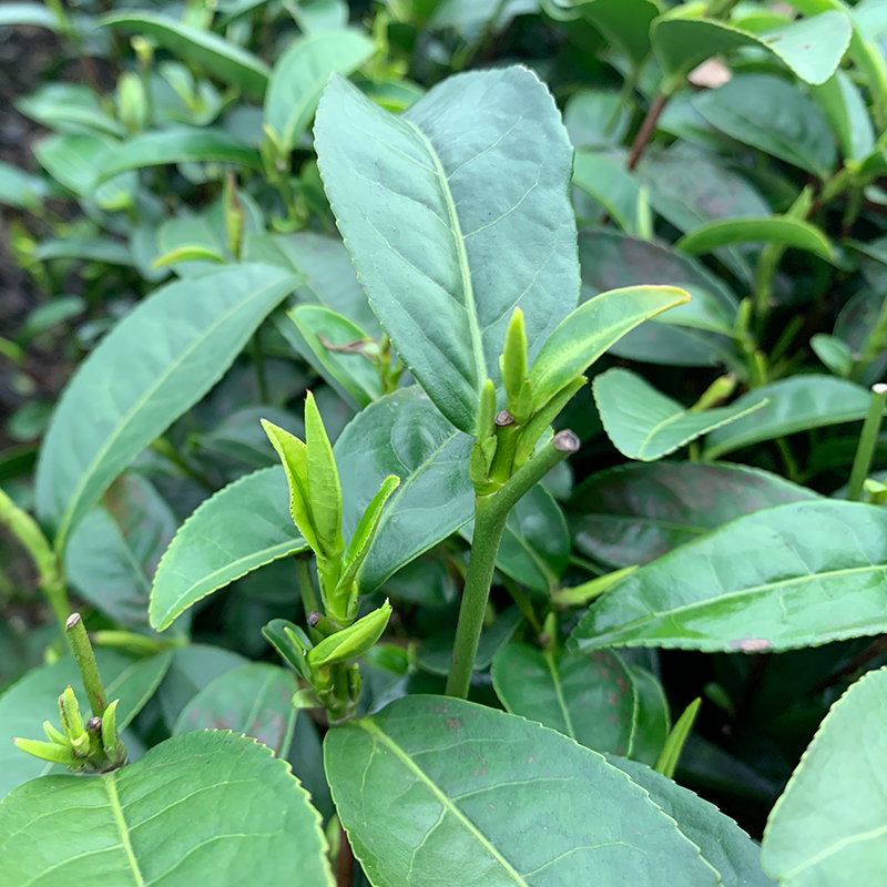 乌牛种植苗茶乔木茶叶树苗茶树南方早浙黄金行道树