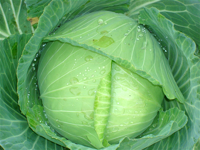 【金牌卖家】新鲜球白菜卷心菜白菜甘蓝白椰菜圆白菜包菜4斤包邮