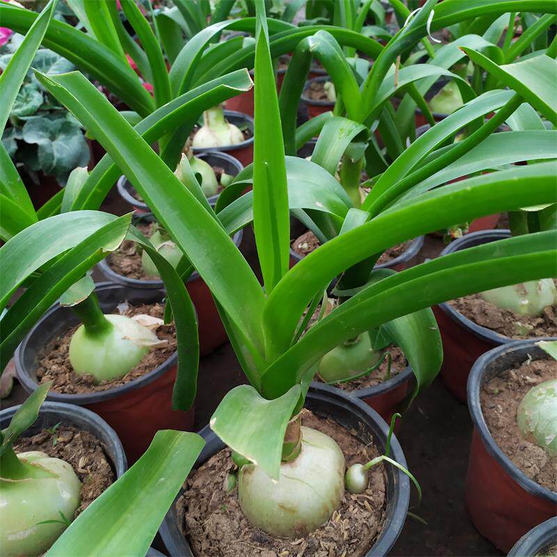 虎眼万年青盆栽四季常青观叶观茎植物窗台阳台庭院绿植