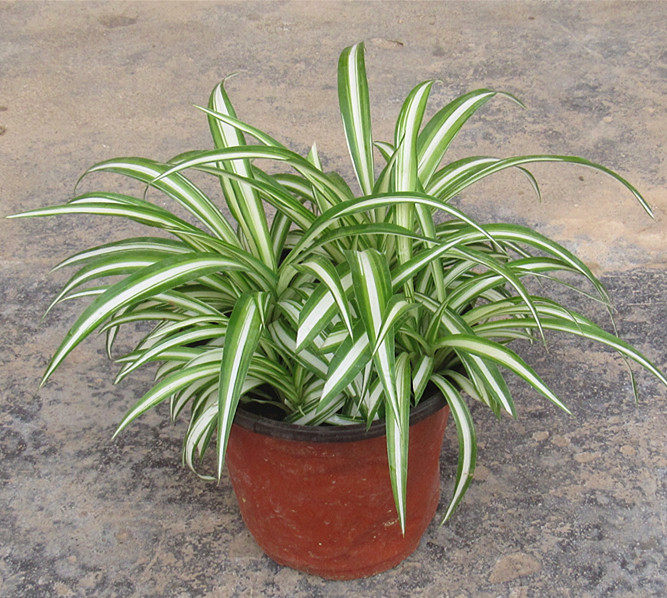 银心吊兰观叶植物植物吊兰盆栽室内桌面阳台绿植绿植