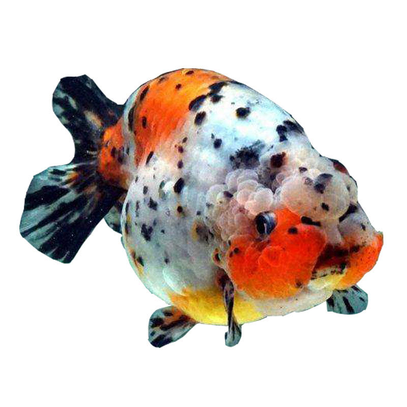 五花兰寿淡水观赏鱼冷水鱼活体精品品兰奶牛金鱼鱼