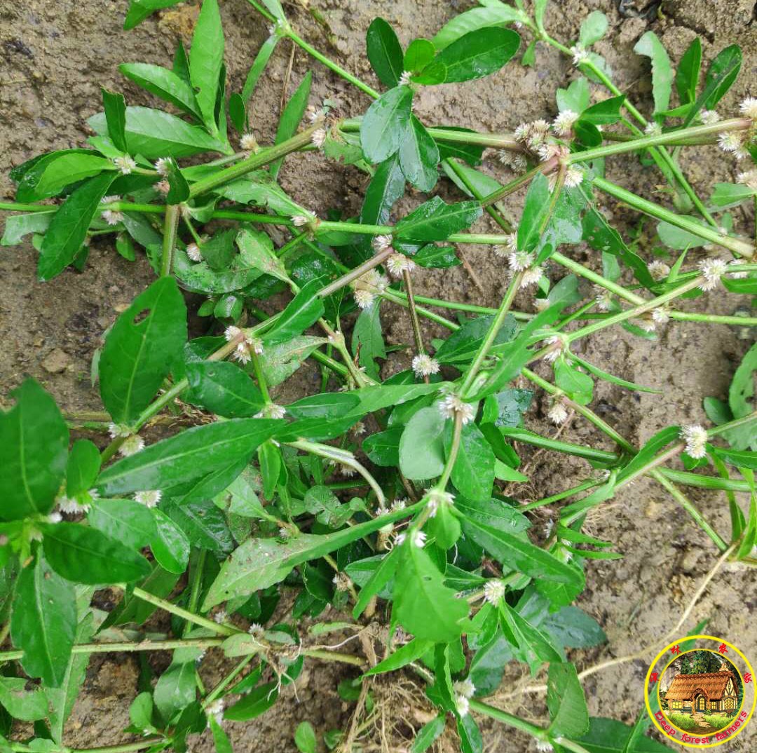 野生新鲜莲子虾钳白花节节中药材500克包邮其它