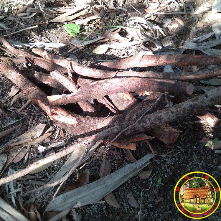 荔枝自然生长树根500g新鲜现挖50年老树中药材荔枝