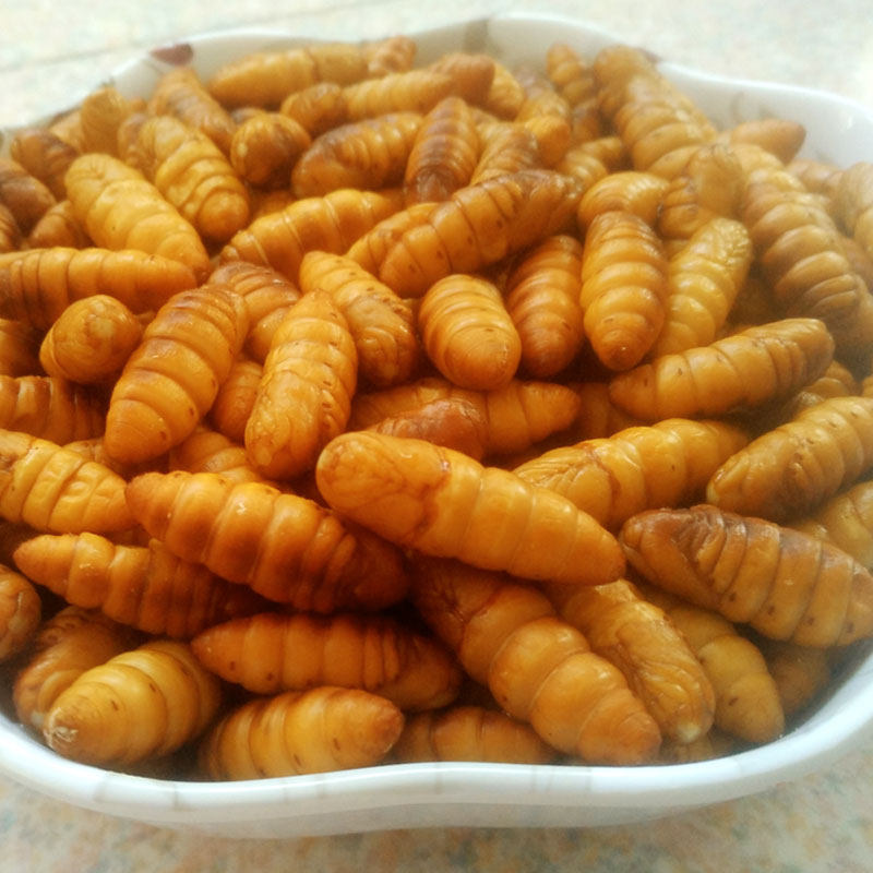 黄金蛹金丝蛹新鲜鲜活速冻桑蚕蛹子山东特产补蛋白质佳品