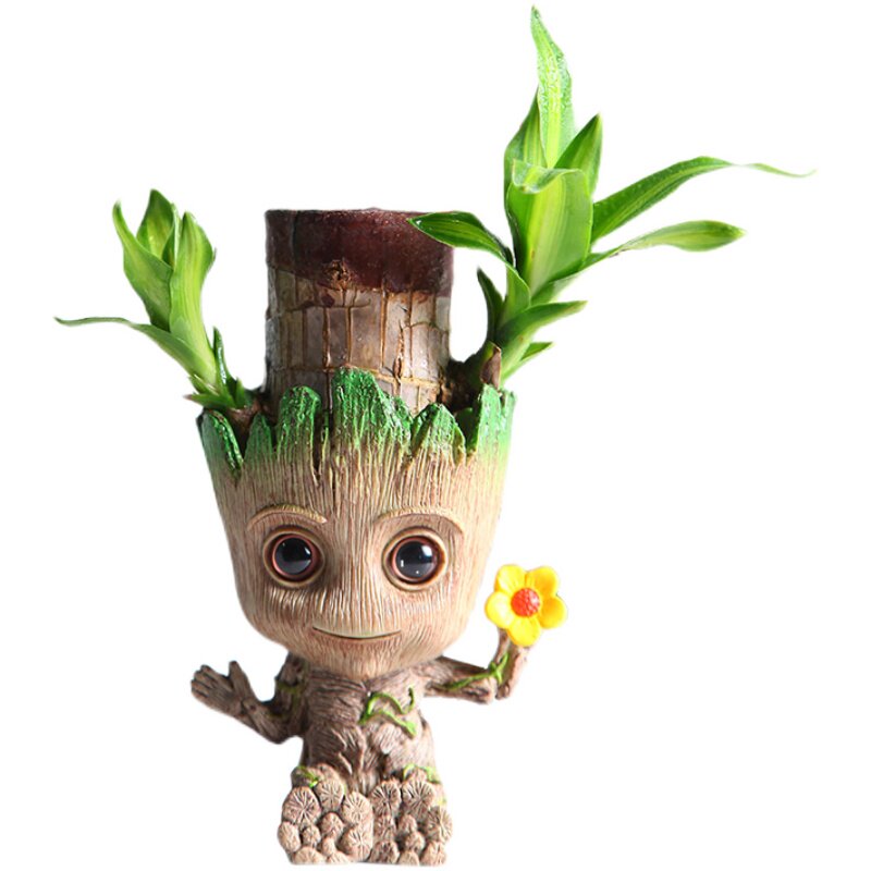 巴西西木水养幸运开花带芽格鲁特情侣款器绿植绿植