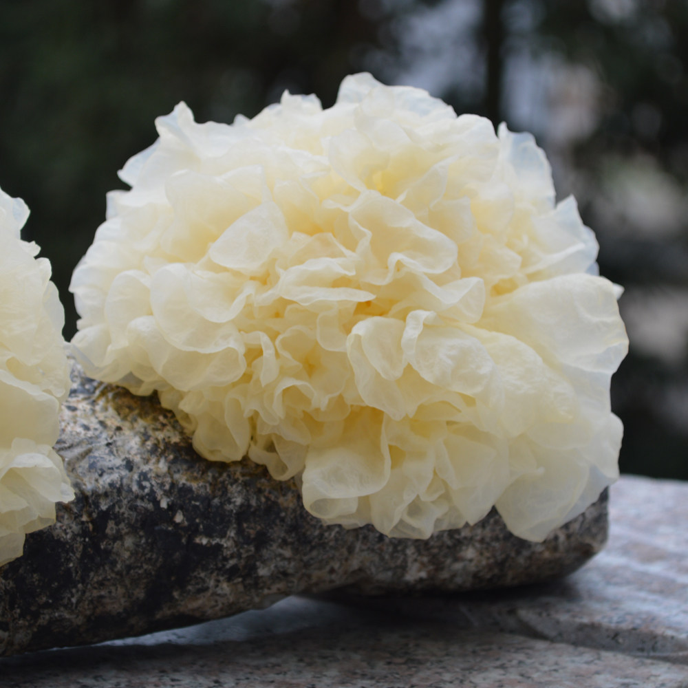 自家种植6朵盒装新鲜银耳古田雪耳活耳糯耳银耳