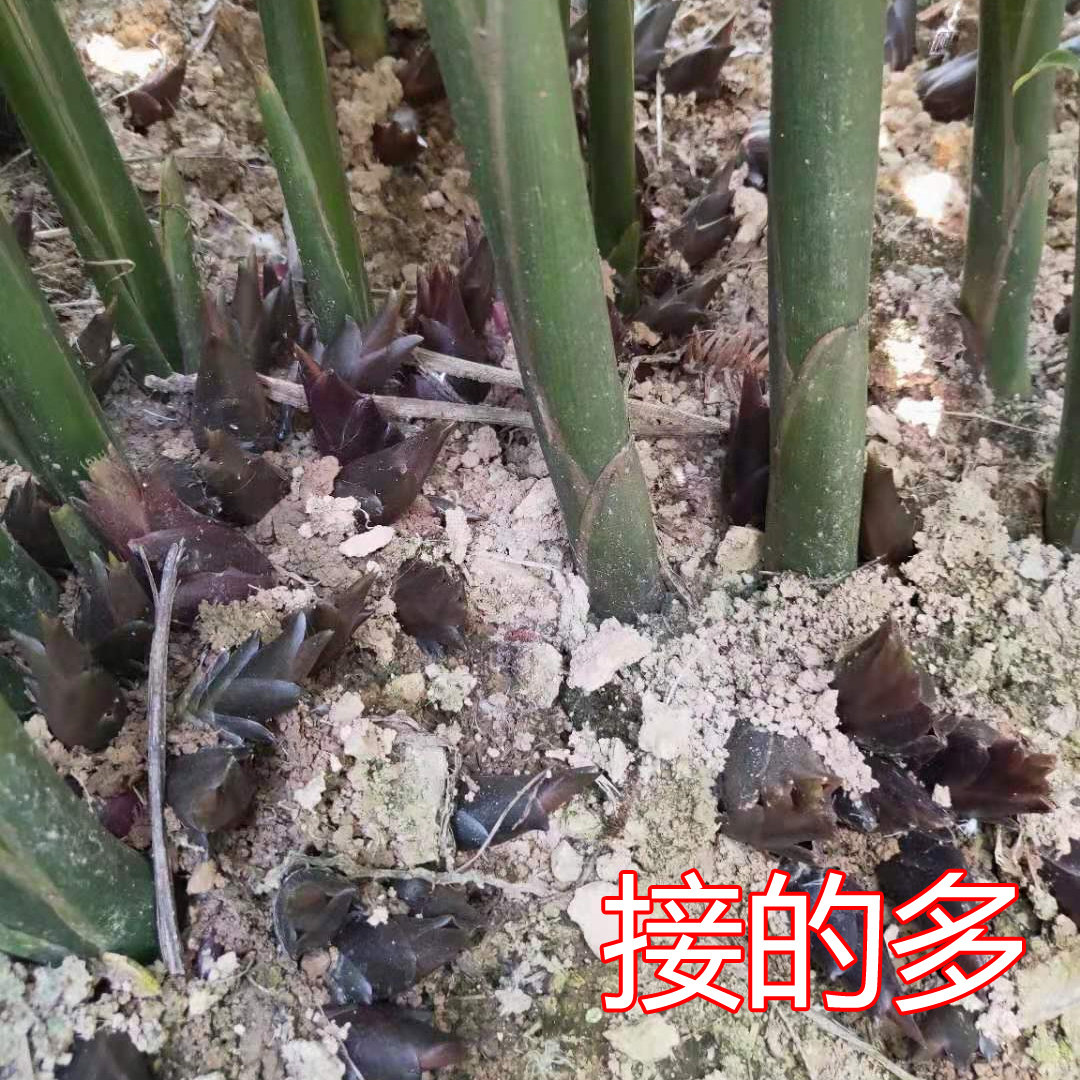 阳荷茗荷洋荷姜藿山姜野生姜莲花姜 洋河姜阳荷根洋荷姜