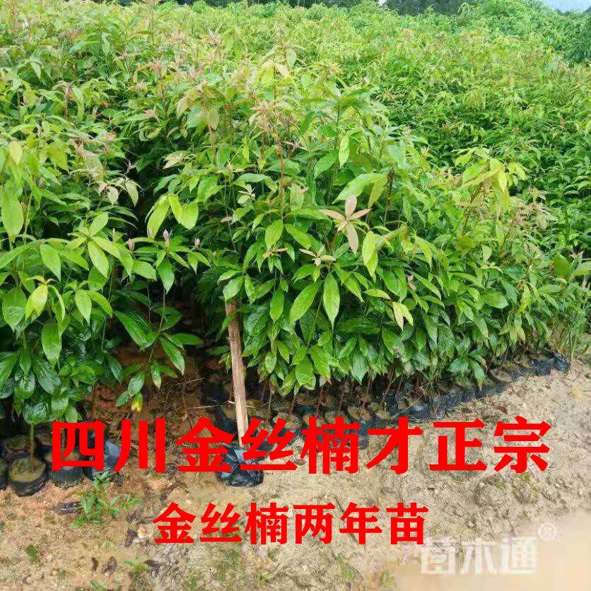 树苗四川正宗名贵金丝楠木海南黄花梨沉香小叶行道树