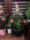 Free shipping special creative iron doll beautiful doll flower stand gardening grocery ornaments home decoration gifts Free shipping special creative iron doll beautiful doll flower stand gardening grocery ornaments home decoration gifts