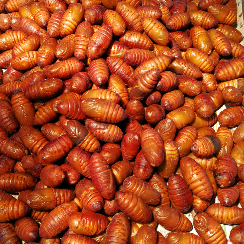 蚕蛹东北大茧顺丰2斤500g2一份黄蚕蛹特产鲜活其它生肉制品
