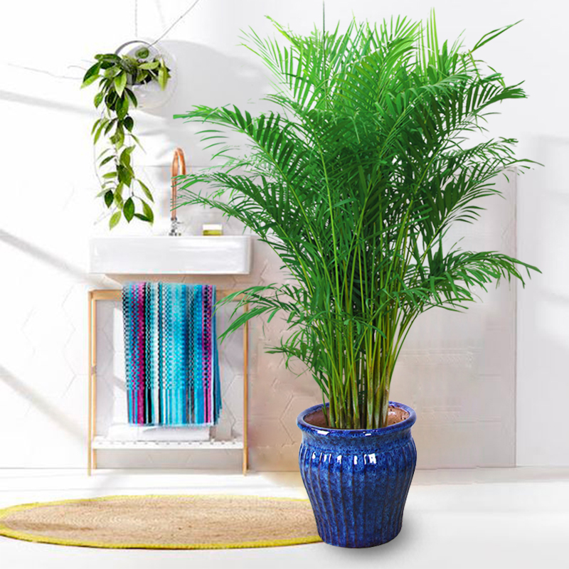 绿植凤尾竹散尾客厅花卉盆栽大型植物大型绿植