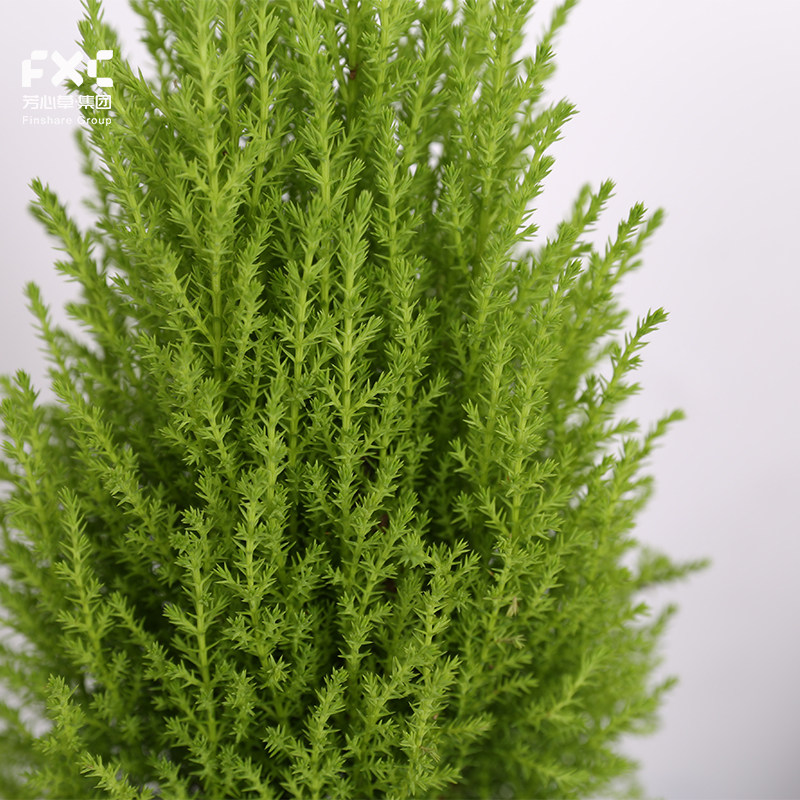 盆栽室内植物香松圣诞树金冠柏冠柏甲醛桌面绿植绿植