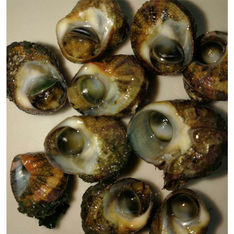 海水牛眼食藻藻螺观赏鱼吃藻生物水族活体包活螺
