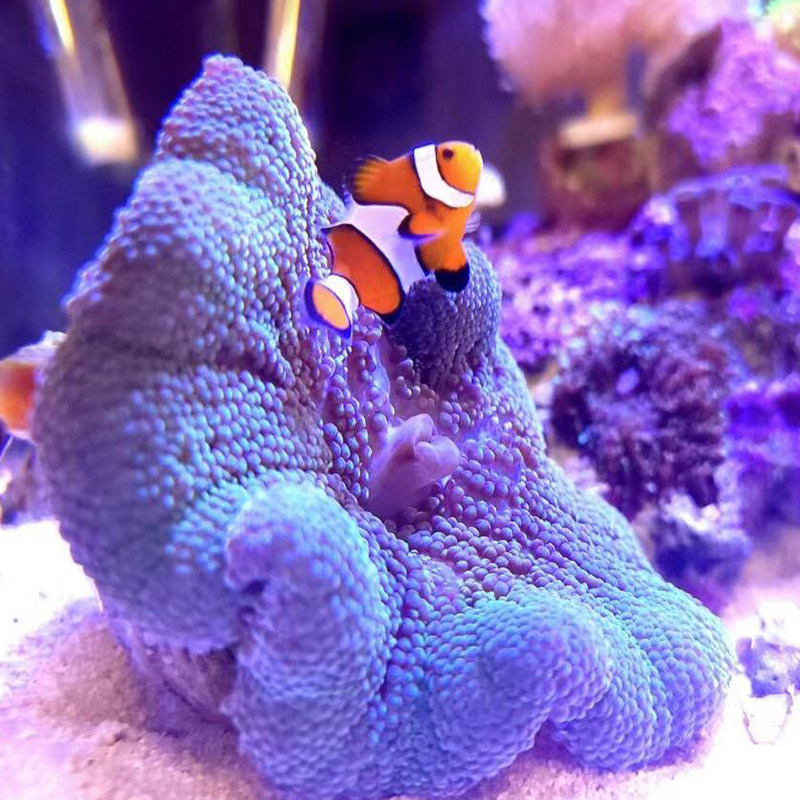 地毯海葵短须绿地珊瑚活体海水lps小丑鱼共生鱼