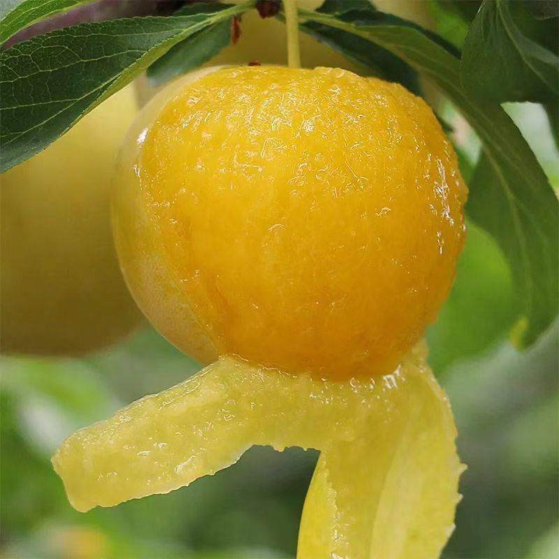 新鲜5斤金奈黄金奈水果孕妇纯甜李新鲜四川冰糖李子