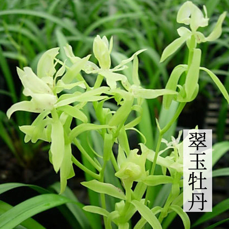 兰花翠玉玉牡丹建兰四季名品树形奇花花香浓郁绿植时令草本花卉