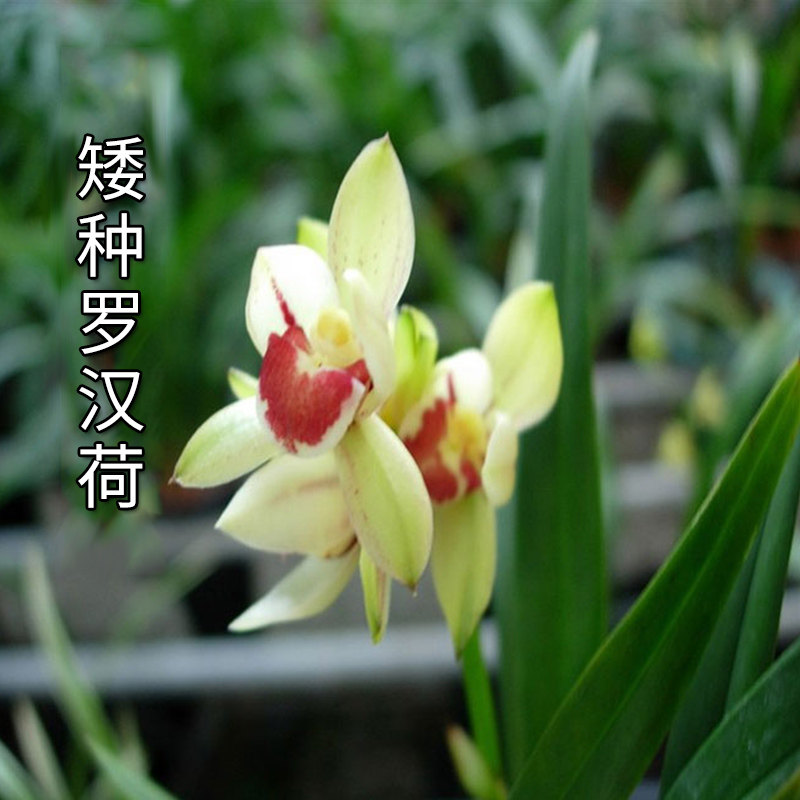 兰花罗汉花苗建兰四季矮种荷瓣浓香香型易养时令草本花卉