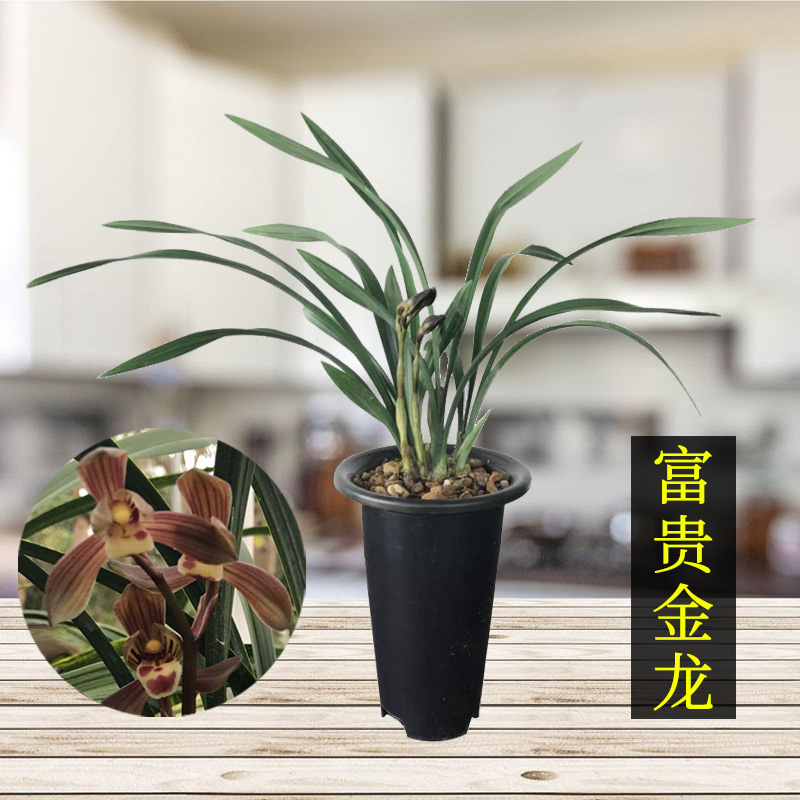墨兰荷瓣富贵金龙兰花花苗好养易活室内阳台花卉