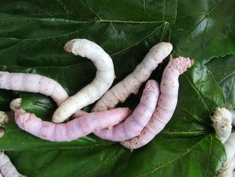 桑叶新鲜500g嫩叶现摘学生养蚕专用蚕桑蚕宝宝蚕宝宝