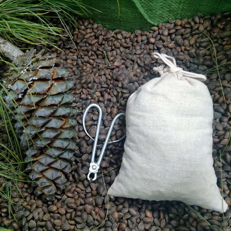 云南落水松子坚果生吃山货大理华山松手手工松子