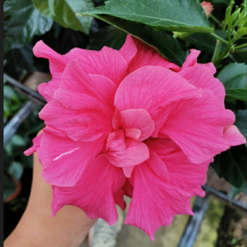 进口丹麦木槿扶桑花卉观花植物客厅盆栽四季时令草本花卉