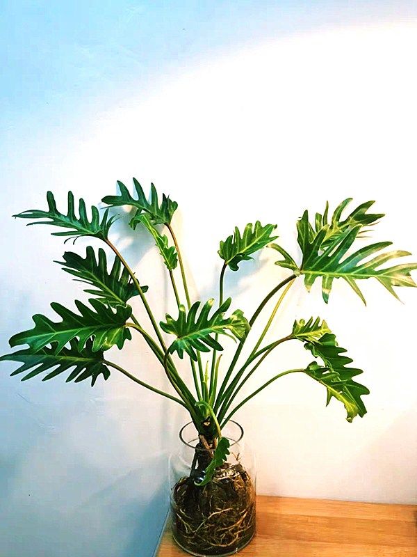 小天使绿植叶绿植春羽观龙鳞盆栽室内蔓绿仙羽植物绿植