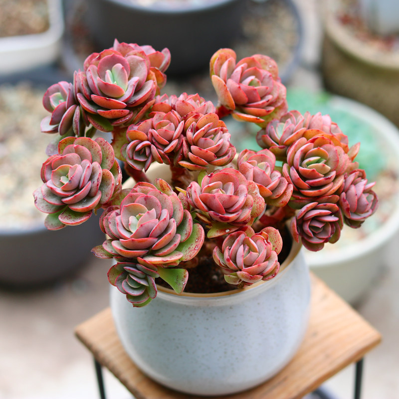 盆栽多肉植物花卉绿植秀妍老桩多头超大棵会多肉植物