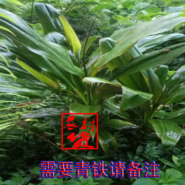 铁树叶新鲜红铁树叶苏铁叶子朱蕉叶子500g/3斤包邮中药材红铁树叶