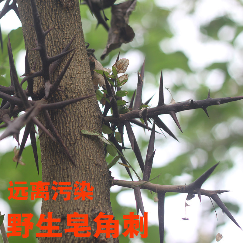 农家野生皂荚刺皂刺天丁皂角针皂针天然大刺老刺其他药食同源食品