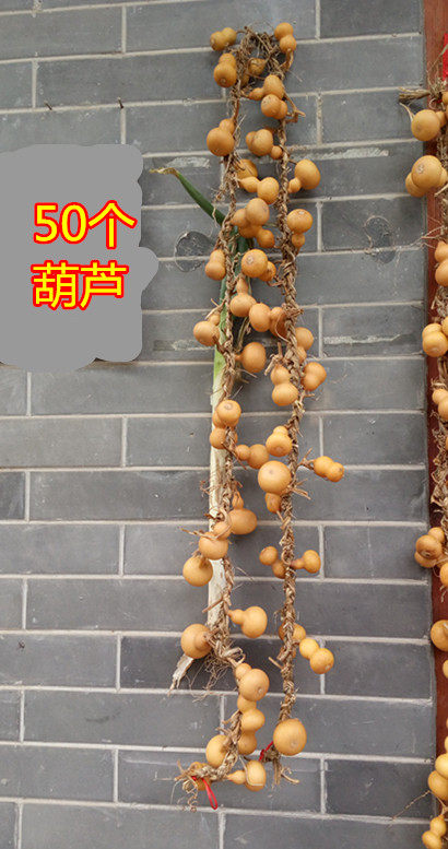 葫芦天然连藤连枝美国手捻小把玩装饰一物一图葫芦