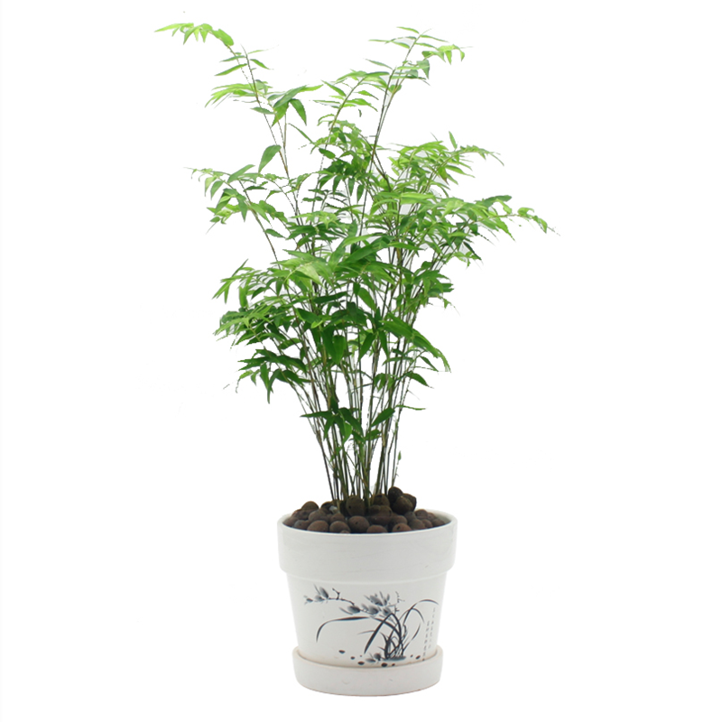 米竹阳台小叶盆栽盆景翠竹竹姬微型卧室凤尾绿植
