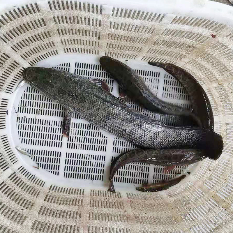 湖北野生黑鱼乌鱼新鲜月子下奶炖汤术后滋补淡水鱼类