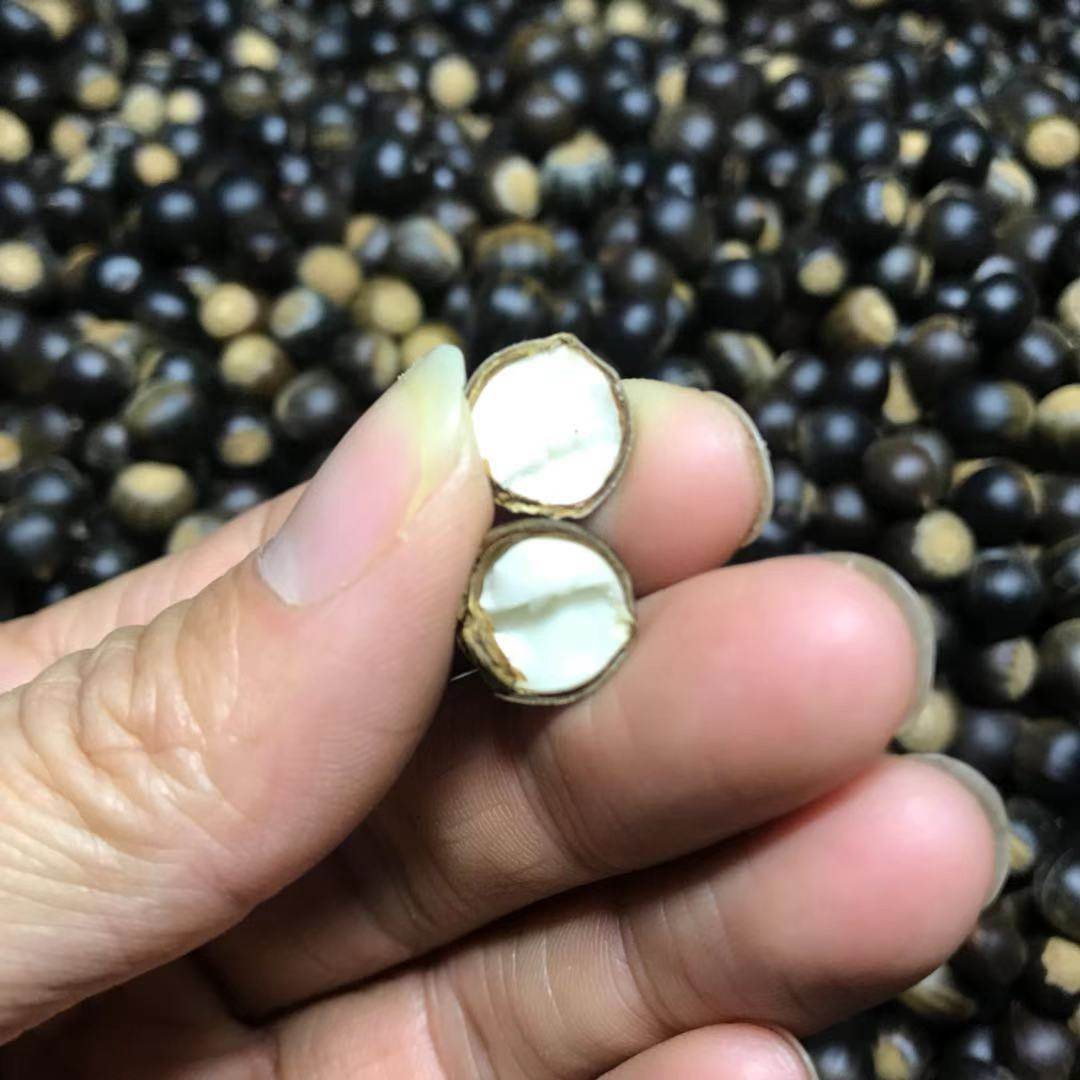 2斤江西纯生野生生米锥子新鲜坚果果米椎栗新鲜板栗