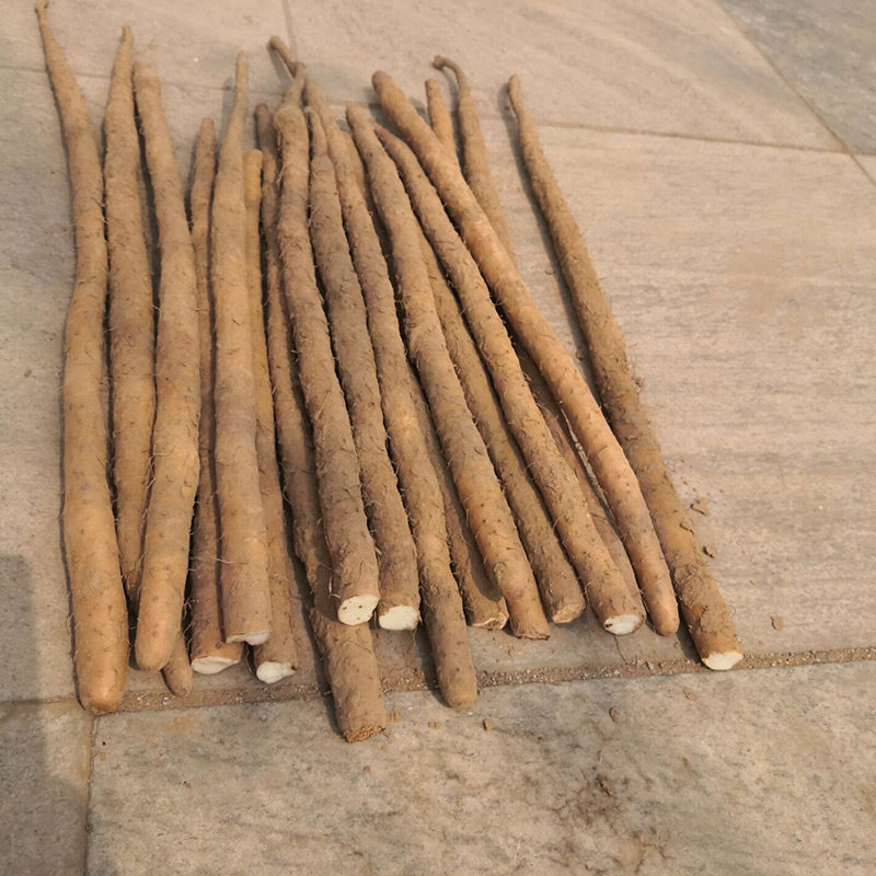 麻山药新鲜5斤细小五指山药河北蠡县产地垆土小白嘴铁棍淮山药