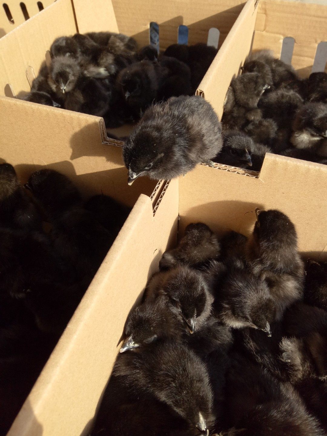 活苗小鸡鸡绿肉鸡白肉鸡蛋鸡五黑仔活鸡苗土鸡动物种苗