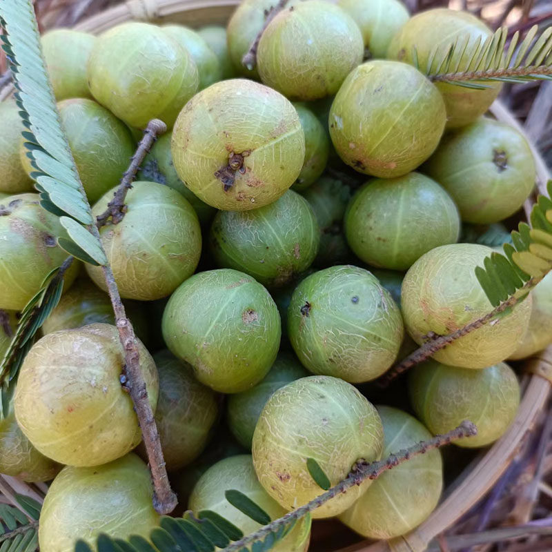 云南野生食用橄榄泡酒新鲜酸余油柑牛甘罕见其它