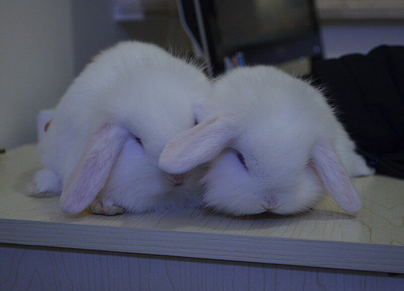 丫丫兔家养纯白蓝眼垂耳兔长毛荷兰垂耳活体兔子兔