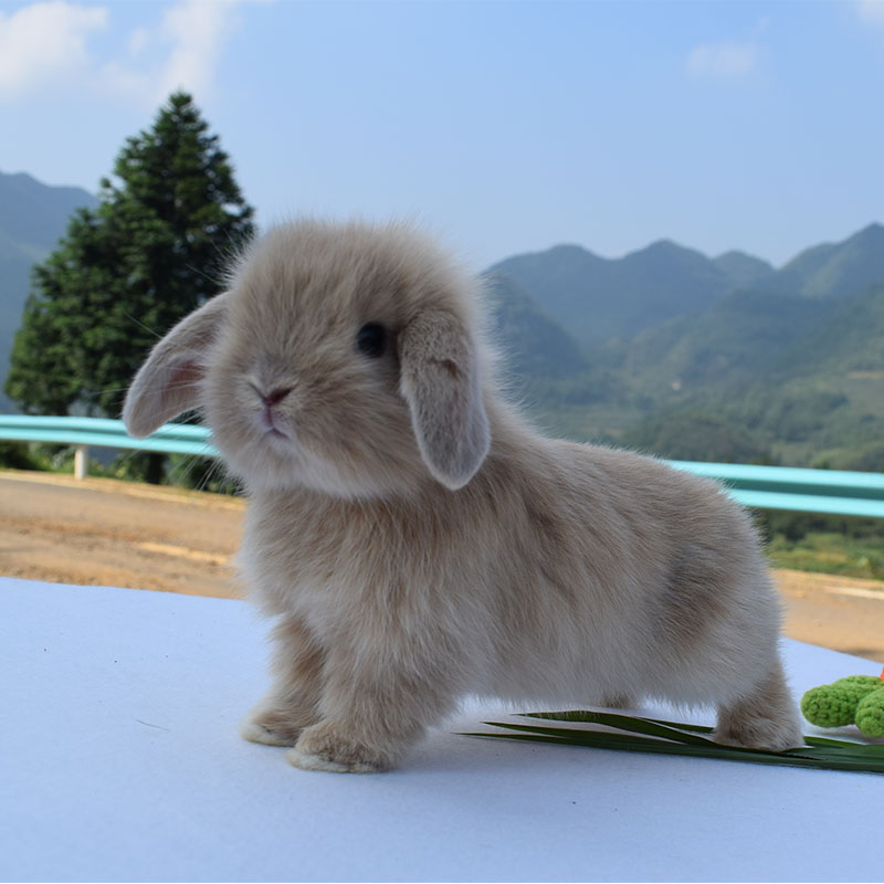 荷兰侏儒兔子活物垂耳兔宠物小型茶杯道奇盖脸兔