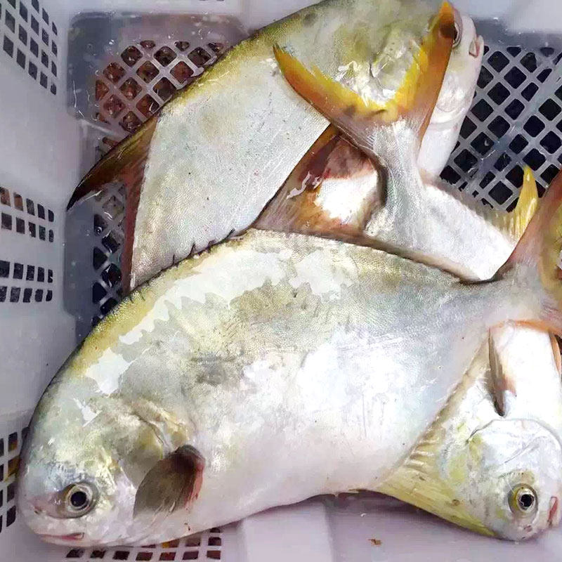 鲳鱼东山岛新鲜包顺丰冷冻扁鱼海鱼深海海捕鱼海鲜鲽鱼