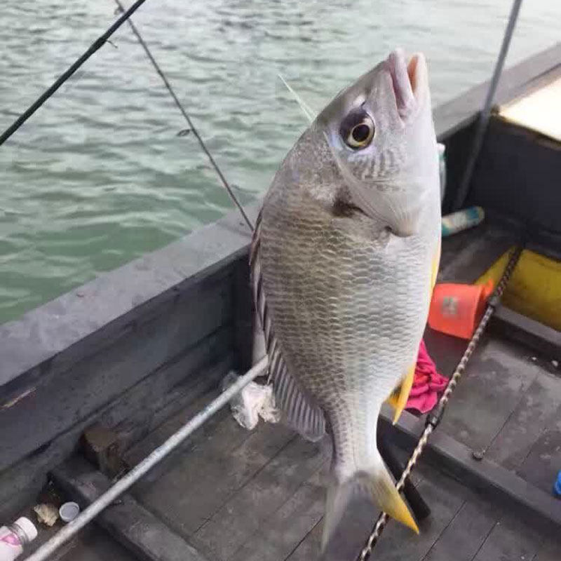 东山岛海鲜黄翅鱼三去海钓黄赤鱼新鲜海宝宝辅食海鱼其它