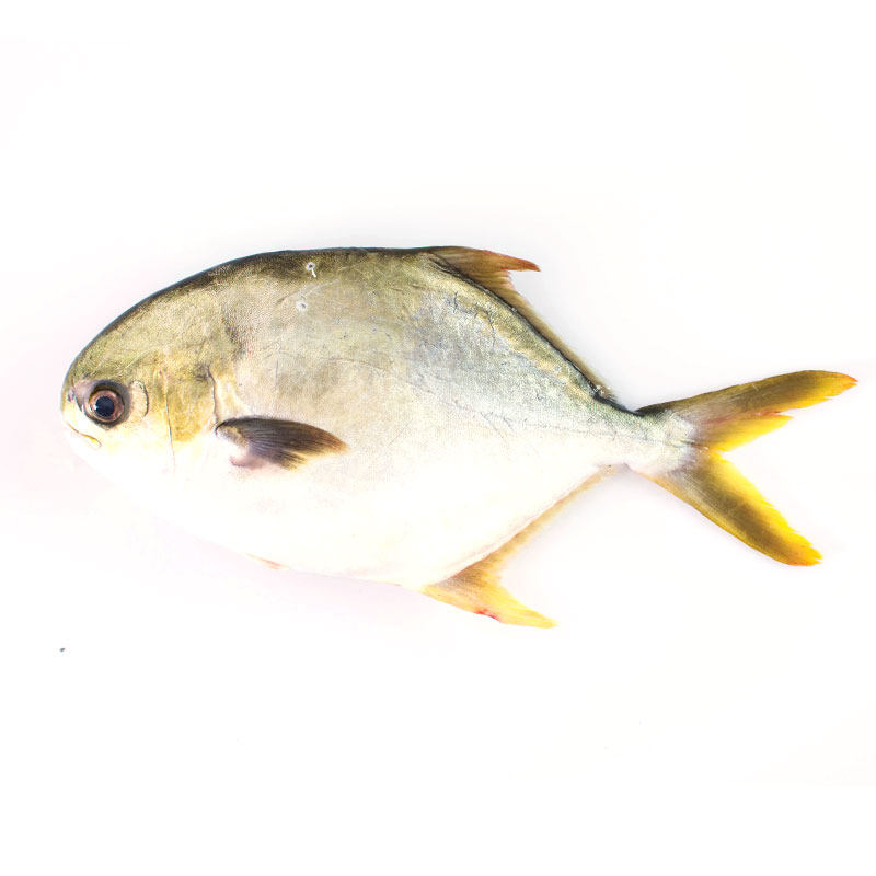 鲳鱼东山岛新鲜包顺丰冷冻扁鱼海鱼深海海捕鱼海鲜鲽鱼