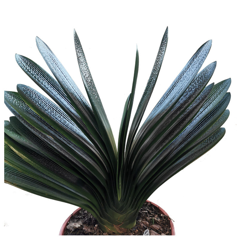 立板立剑技师油匠精品君子兰室内绿植盆景花苗时令草本花卉