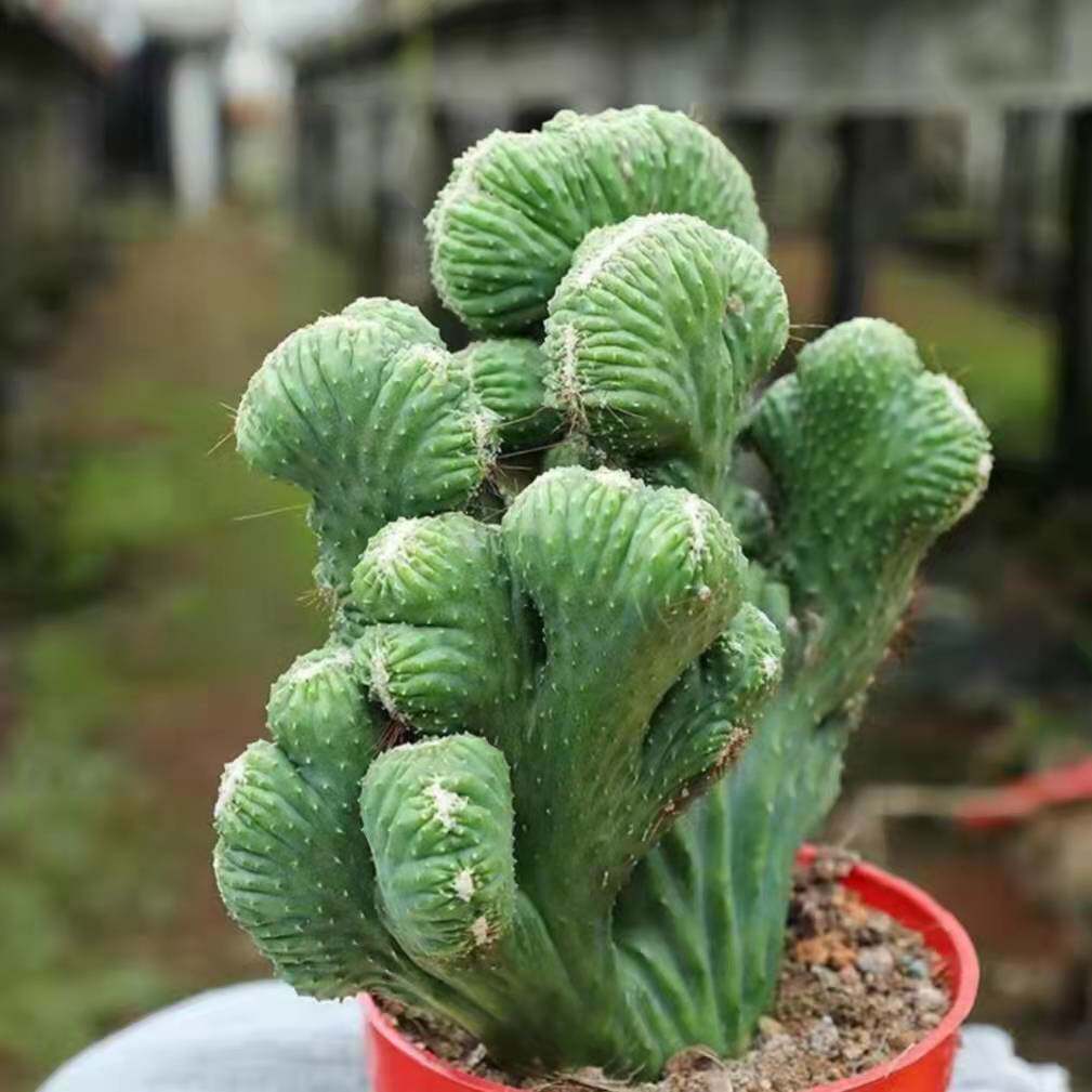五指山仙人掌趣味多肉植物桌面美观花卉盆栽绿植多肉植物